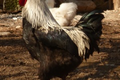 Kohout B2