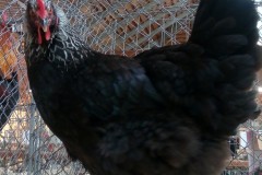 s.cerna (8)