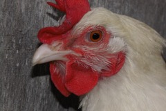 21.Silně esovitý, netypický, více ochmýřený obličej