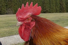 15.Delší laloky - mírně kornoutovité, proláklý hřeben, menší hloubka řezání zubů