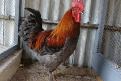 5.Delší laloky, dvozub, výše nesený ocas( skoro kolmo), kratší trup