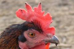 18.Dva trojzuby na hřebeni, světlejší obličej, mírně delší hlava