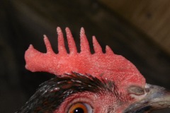 20.Neucelený praporek, v přední části méně řezaný