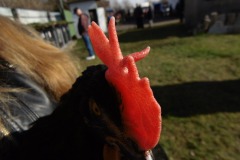 4.V přední části bez řezání zubů, rozhozené zuby hřebene