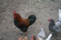 OLYMPUS DIGITAL CAMERA